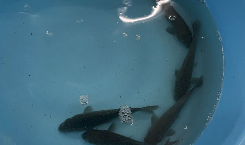 画像14663：#シルバーウィーク に向けて、ミニ鯉池をリニューアル