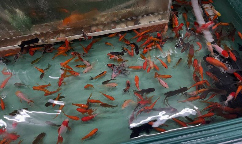 画像14675：弥冨の金魚、入荷しました！！