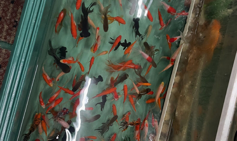 画像14681：金魚、入荷しました！！